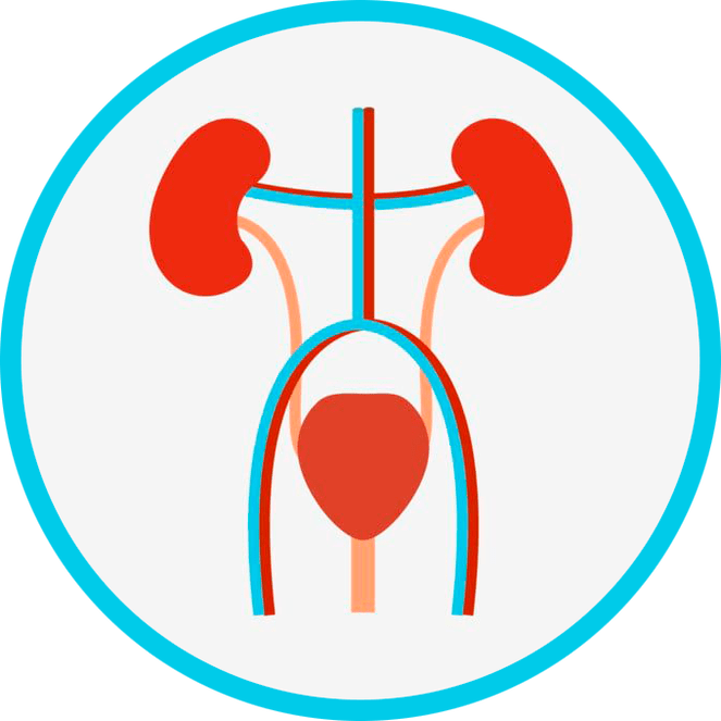 Uroģenitālās sistēmas anatomija